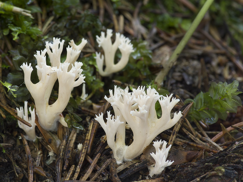 Ramaria gracilis